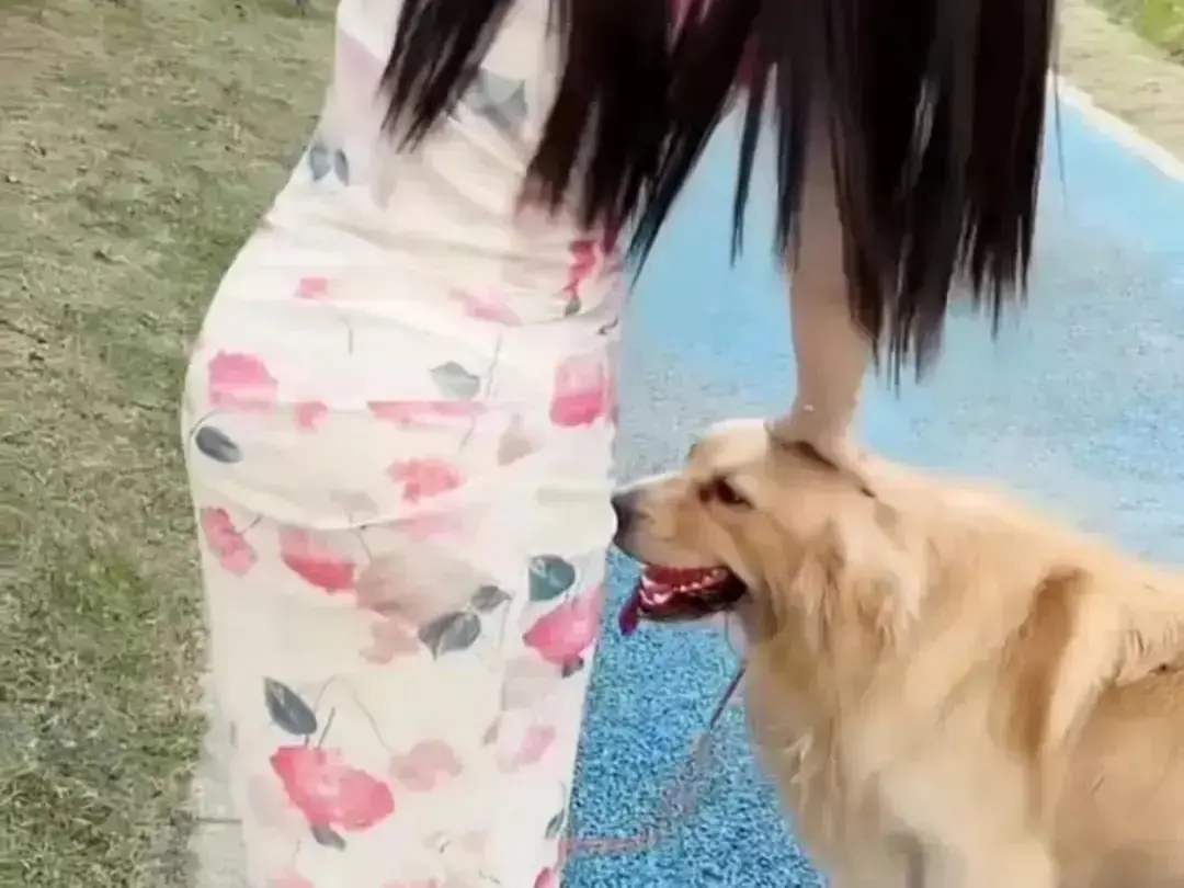 《抖音香香公主与爱犬金毛》高能日常互动完整版在线高清免费观看-金毛撒娇直播回放无广告网盘资源免费秒播-抖音香香公主与爱犬金毛在线吃瓜